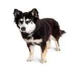 Okmulgee dog bite