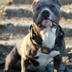 cruelty to animals Oklahoma