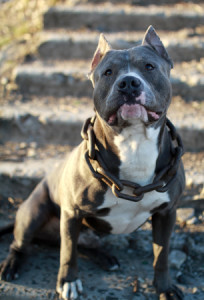 cruelty to animals Oklahoma