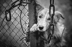 Not a Rescue: Animal Larceny is a Crime in Okmulgee